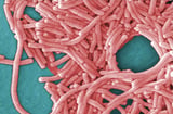 Yankee Stadium tower among 10 ordered cleaned as Bronx Legionnaires' cases rise