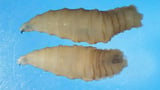 Detection of Flesh-Eating Screwworm Parasite in U.S. Traveler Raises Alarms