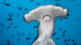 Can we save the hammerhead shark from extinction?