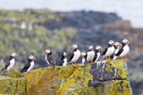 Puffin population drops sharply at key UK colony amid climate change concerns