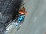 Human Case Of New World Screwworm Reported In U.S.