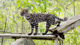 Scientists Discover First New Cat Species in Over a Century—and It’s Love at First Sight