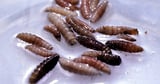 First human case of flesh-eating screwworm parasite detected in the U.S.