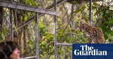 New cat species identified in Bolivia for first time in more than a century