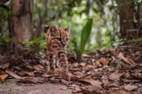 Congratulations, World: A New Supercute Cat Species Has Been Found