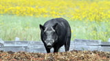 Alberta testing AI-powered drone technology in battle against wild boar