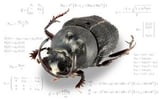 When biology inspires mathematics: new discovery explains why a widely used evolutionary method can give false answers