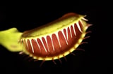 Have we finally worked out how Venus flytraps snap shut?