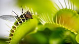 Scientists Finally Solved the Mystery of How Venus Flytraps Snap Shut