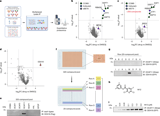 DCAF11-dependent molecular glue degrader activated by glutathionylation