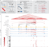 An encyclopedia of human enhancer–gene regulatory interactions