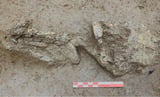 Copper Age infant discovered in Italian well reveals rare genetic origins