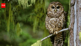 In 1990, the northern spotted owl became a symbol of America’s logging wars; 36 years later, scientists say it is already functionally extinct across large swaths of its range