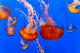 Jellyfish Tracks Which AI Dev Tools Actually Pay Off
