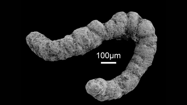 Fecal Matter: The Unsung Hero of the Cambrian Explosion and Life's Diversification