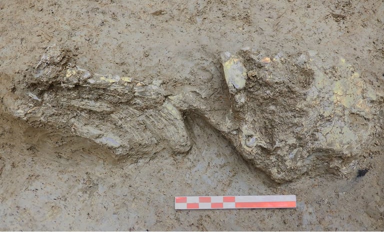 Ancient Italian Infant's Mitochondrial DNA Reveals Surprising Northern European Ancestry