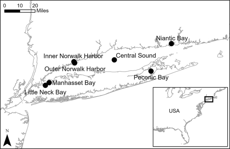 Horseshoe Crab Decline in Long Island Sound: New Study Reveals Alarming Trends