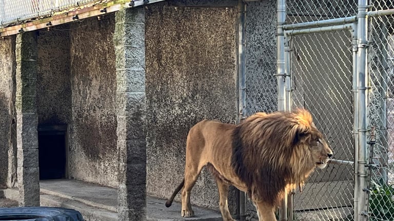 West Coast Zoo Owner Faces 371 Charges in Massive Animal Neglect and Drug Bust